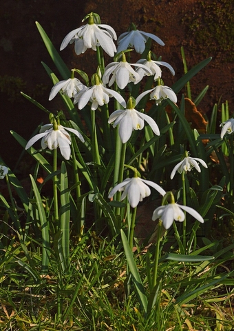 Snowdrops & Grounds