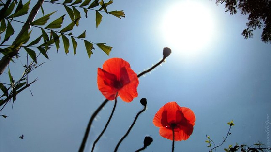 REMEBRANCE SUNDAY 2019